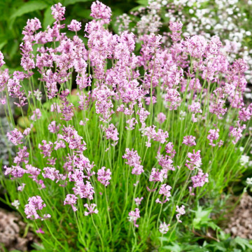 Levantica roz (Lavandula ang. Rosea) ghiveci, planta perena, planta aromatica, planta parfumata