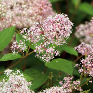 Liliac californian roz (Ceanothus pallidus Perle Rose), arbust ornamental, flori roz - Img 2