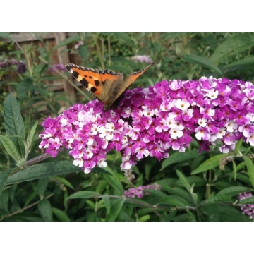 Liliac de vara (Buddleja d. Berries and Creanm) planta gard viu, arbust ornamental, gradina japoneza