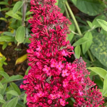 Liliac de vara (Buddleja Prince Charming), planta gard viu, arbust ornamental, gradina japoneza - Img 2