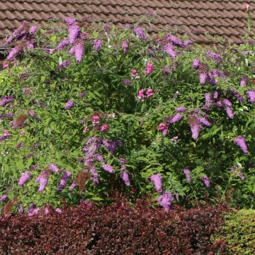 Liliac de vara mov (Buddleja dav. Border Beauty) - Img 2