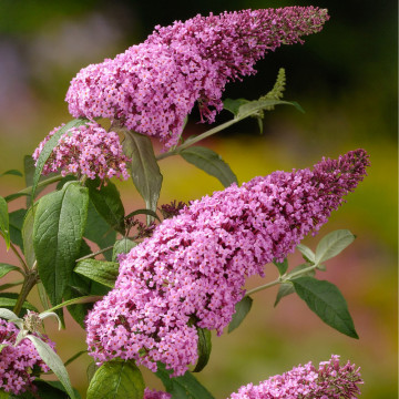 Liliac de vara roz (Buddleja dav. Pink Delight), planta gard viu, arbust ornamental, planta melifera