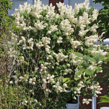 Liliac galbui (Syringa vulgaris Primrose) - Img 2
