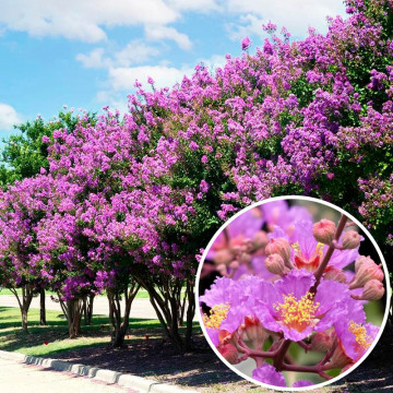 Liliac indian (Lagerstroemia ind. Purple Star )