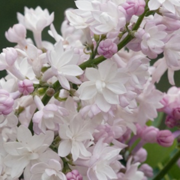 Liliac Krasavica (Syringa v. Krasavica M.) ghiveci 2 l, arbust ornamental, planta melifera, planta parfumata