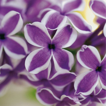 Liliac mov cu alb (Syringa vulg. Sensation), arbust ornamental, planta melifera, planta parfumata - Img 2