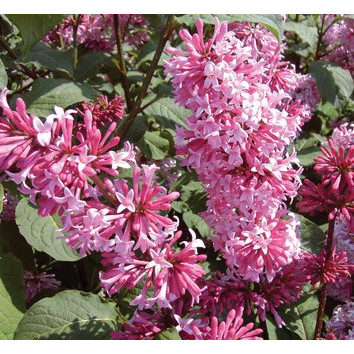 Liliac roz (Syringa prestoniae Miss Canada) - Img 2