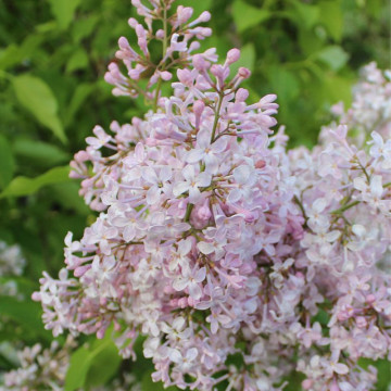 Liliac transilvania (Syringa josikaea), planta gard viu, arbust ornamental, planta melifera - Img 2
