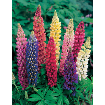 Lupinus polyphyllus Legendary Special Mix - ghiveci 2l, conifer ornamental, flori multicolor