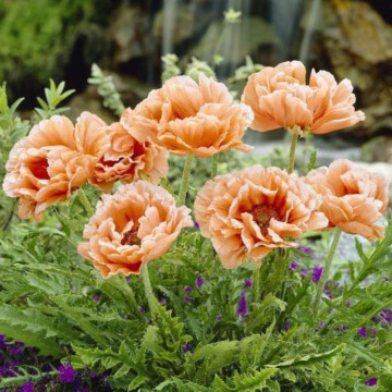 Mac decorativ (Papaver orientale 'Salmon glow'), planta perena, flori roz
