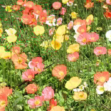 Mac mixt (Papaver nudicale Pop-up Mix) - Img 1