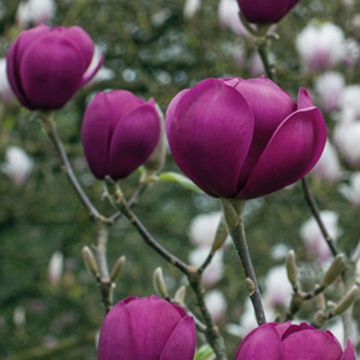 Magnolia Black tulip, arbust ornamental, planta parfumata, flori rosu - Img 1