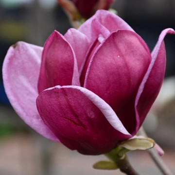 Magnolia 'Genie', arbust ornamental, planta parfumata, flori rosu - Img 3