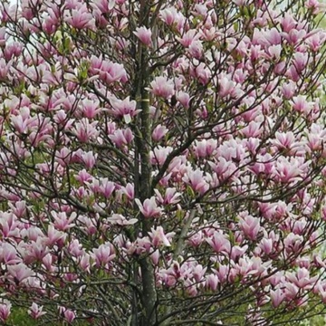Magnolia mirositoare (Magnolia Heaven Scent) ghiveci 2 l - Img 4