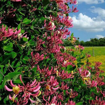 Mana Maicii Domnului (Lonicera japonica Red World), planta gard viu, vesnic verde, planta parfumata - Img 3