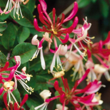 Mana Maicii Domnului (Lonicera per Belgica Select), planta gard viu, planta cataratoare, gradina japoneza - Img 4