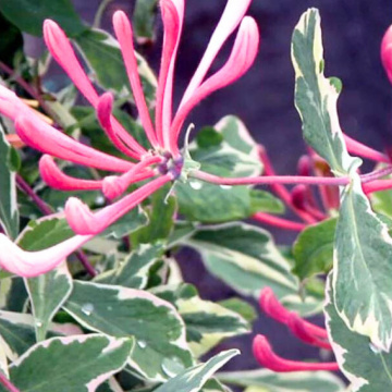 Mana Maicii Domnului vargata (Lonicera heckrotii Variegata), planta gard viu, planta cataratoare, planta melifera