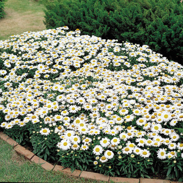 Margarete (Leucanthemum maximum Madonna), planta perena, flori alb - Img 3