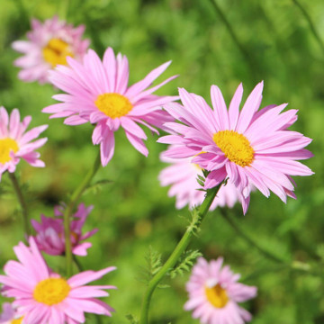 Margarete roz (Tanacetum Robinsons rose), planta ornamentala, flori galben, roz - Img 2
