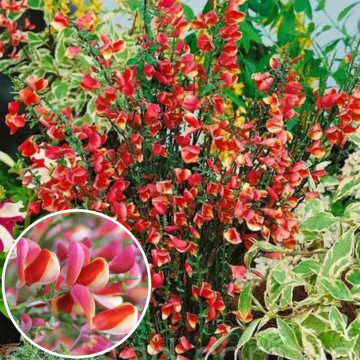 Maturica (Cytisus Goldfinch), arbust ornamental, gradina japoneza, flori galben, roz