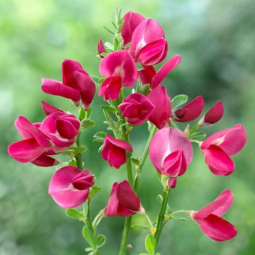 Maturica, drob (Cytisus Boskoop Ruby), arbust ornamental, flori rosu