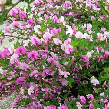 Maturica mov (Chamaecytisus purpureus), arbust ornamental, flori mov