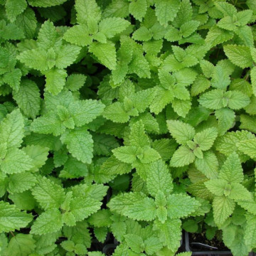 Melisa (Melissa officinalis), planta perena, planta melifera, planta aromatica - Img 3