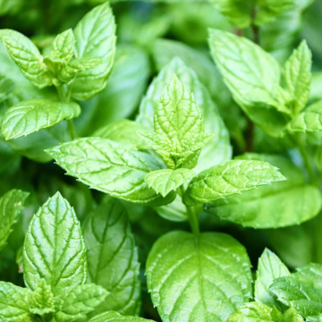 Menta cu aroma de lamaie (Mentha piperita lemonfresh), planta perena, planta aromatica, planta medicinala