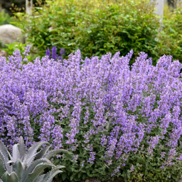 Menta pisicii (Nepeta faassenii), planta perena, planta aromatica