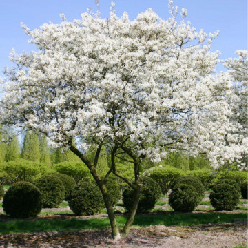 Merisor de miere (Amelanchier lamarkii), planta gard viu, arbust fructifer, planta medicinala - Img 3