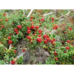 Merisor Red Pearl (Vaccinium vitis-id. 'Red pearl'), vesnic verde, arbust fructifer, flori roz - Img 2
