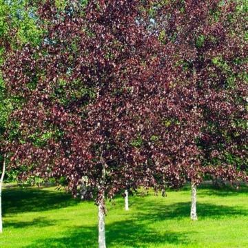 Mesteacan rosu (Betula pendula Royal Frost), arbore ornamental, frunzis rosu - Img 2