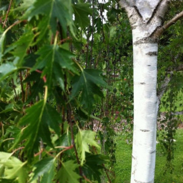 Mesteacan suedez (Betula pendula Dalecarlica), planta ornamentala - Img 3