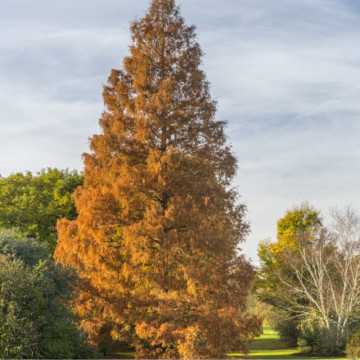Metasequoia (Metasequoia glyptostroboides), vesnic verde, planta ornamentala