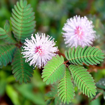 Mimoza (Mimosa pudica), planta perena, flori roz