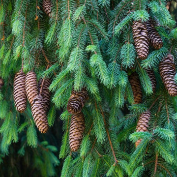 Molid (Picea abies) 30-50 cm, planta gard viu, vesnic verde - Img 2