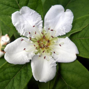 Mosmon (Mespilus germanica), arbust fructifer - Img 2