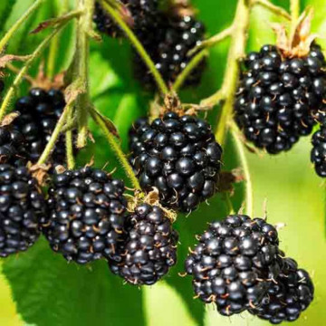 Mur fara spini (Rubus hirtus Thornfree), arbust fructifer