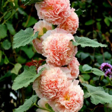 Nalba de gradina (Alcea rosea Double Apricote), planta perena, flori portocaliu - Img 2