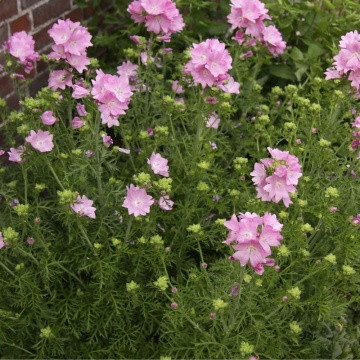 Nalbă moșată (Malva moschata Rosea)