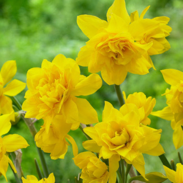 Narcise Campernellen Double (Narcissus Campernellen Double), bulbi narcise, flori galbene - Img 2