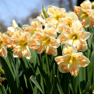Narcise Cum Laude (Narcissus Cum Laude), bulbi narcise, flori alb, portocaliu - Img 2