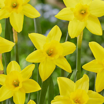 Narcise Marie Curie Diamond (Narcissus Marie Curie Diamond), bulbi narcise, flori galbene - Img 2