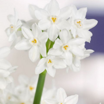 Narcise Paperwhite ziva (Narcissus Paperwhite ziva), bulbi narcise, flori alb - Img 2