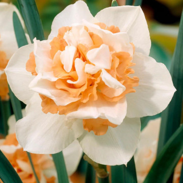 Narcise Replete (Narcissus Replete), bulbi narcise, flori alb, portocaliu - Img 3