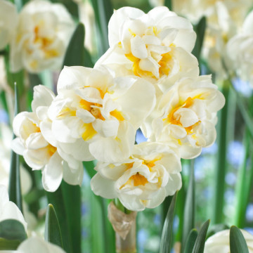 Narcise The Bride (Narcissus The Bride), bulbi narcise, flori alb