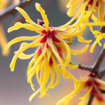 Nucul, alunul vrajitoarelor (Hamamelis virginiana), arbust ornamental, planta parfumata, flori galbene - Img 3
