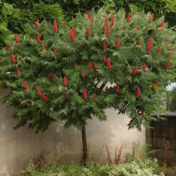 Otetar rosu (Rhus Typhina), arbust ornamental - Img 3