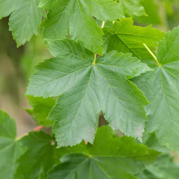 Paltin (Acer pseudoplatanus) 100-150 cm, arbore ornamental, perdea forestiera - Img 3