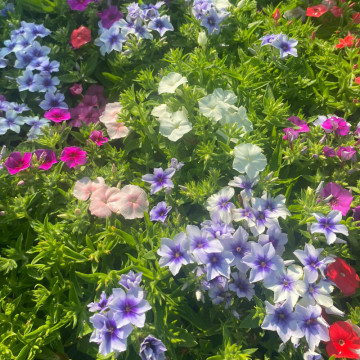 Phlox dolly mix (Phlox Dolly Mix), planta perena, flori multicolor - Img 3